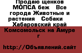 Продаю щенков МОПСА беж - Все города Животные и растения » Собаки   . Хабаровский край,Комсомольск-на-Амуре г.